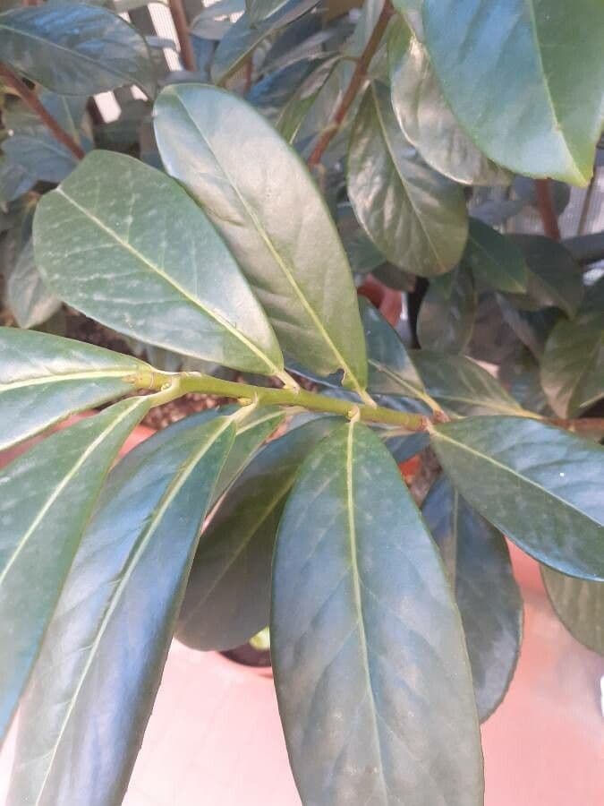 Cherry-laurel 18