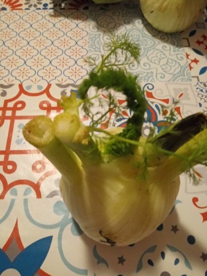 Fennel 26