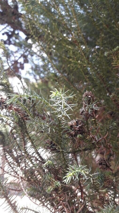 Japanese red-cedar 4