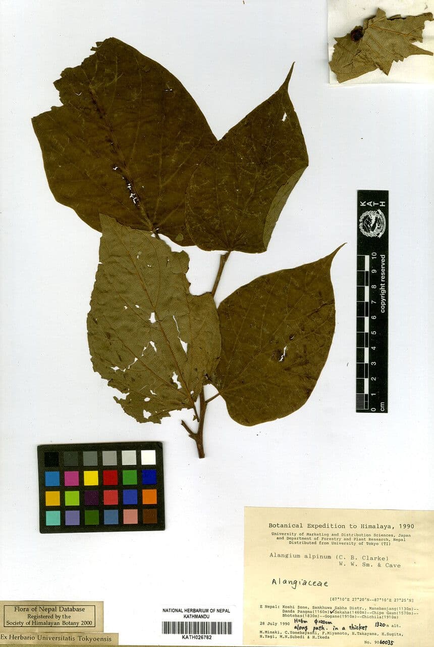 Alpine Alangium