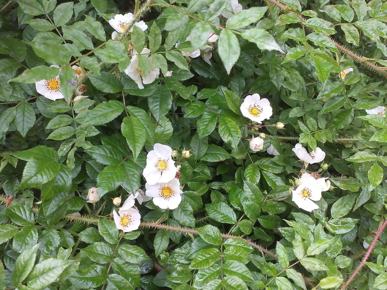 Maximowicz's rose 3