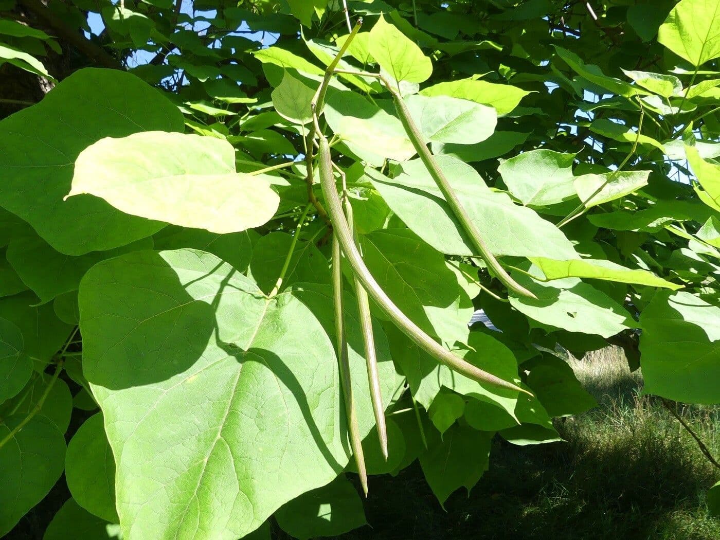 Northern catalpa 3