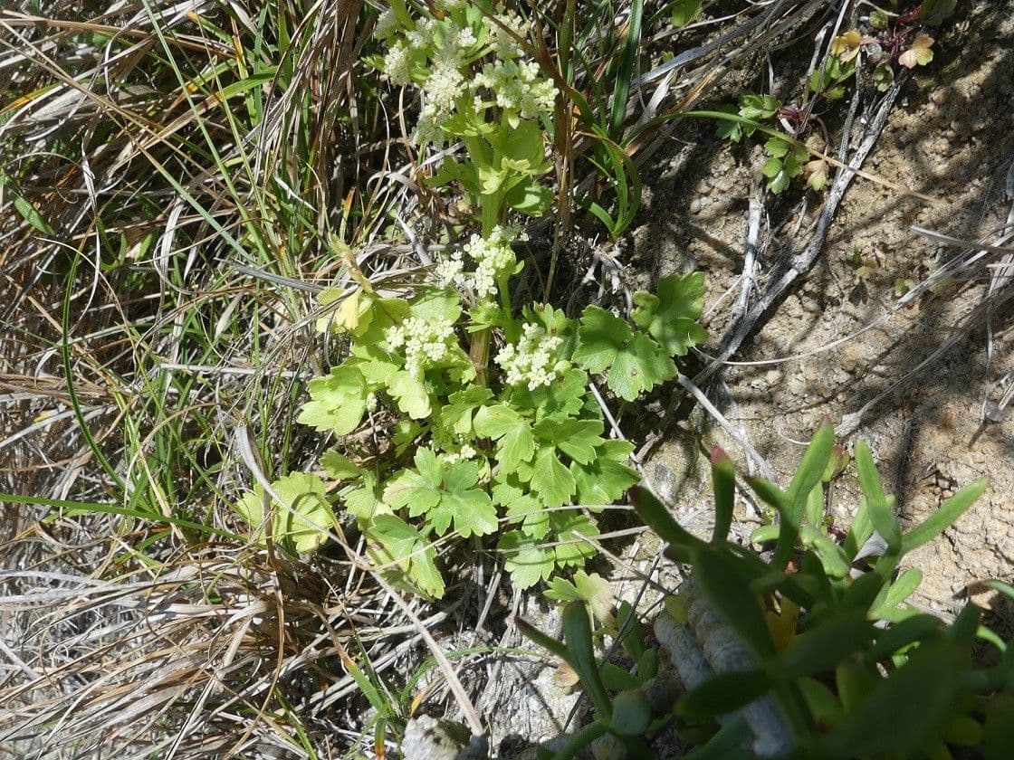 Celery 27
