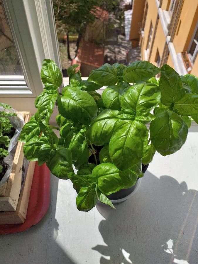 Basil 9