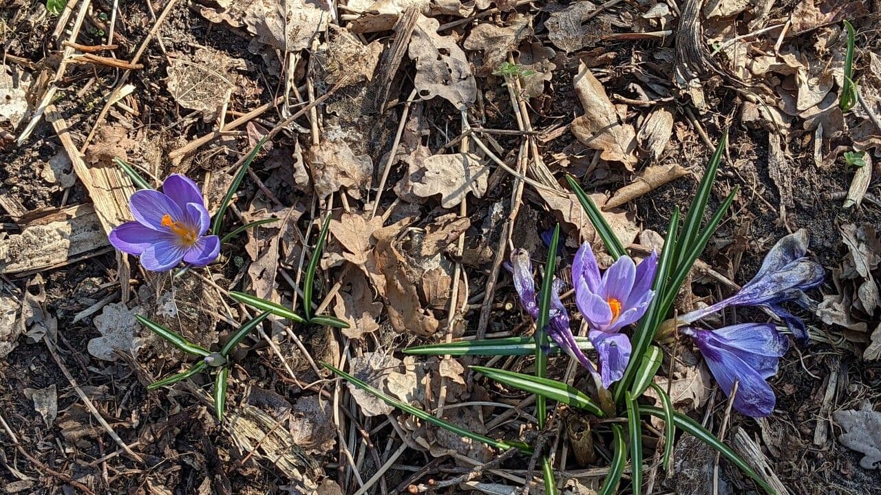 Spring crocus 12