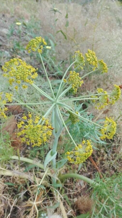 Fennel 7