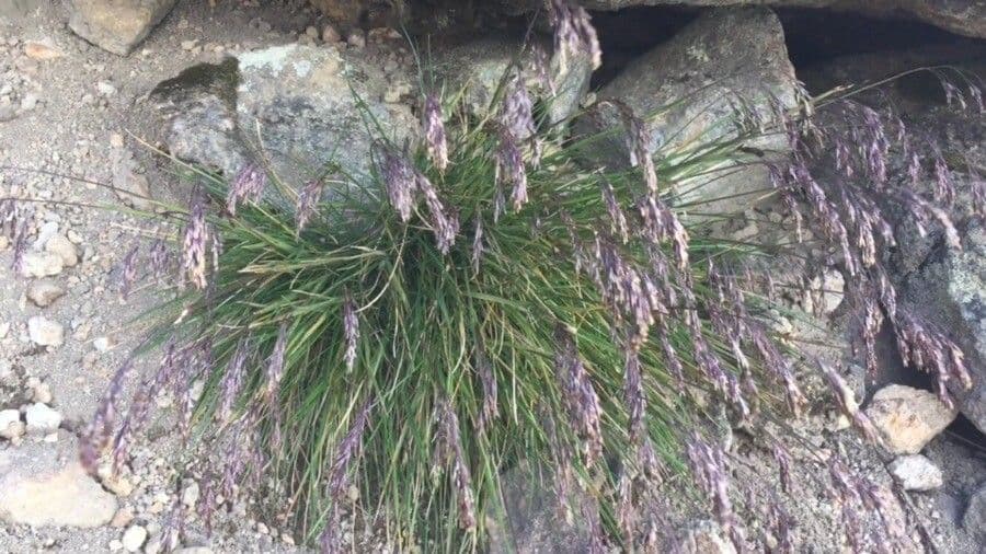 Blue moor grass 10