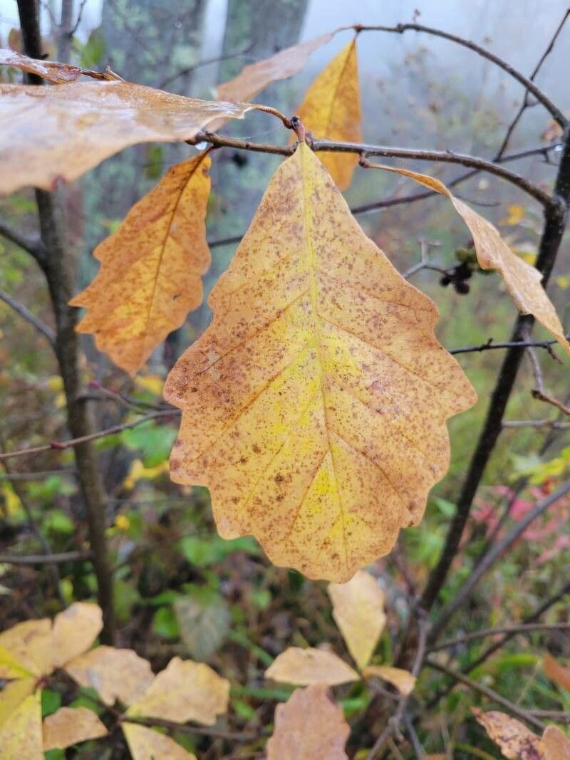 Swamp white oak 15