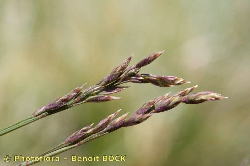 Glaucous Meadow-grass 2