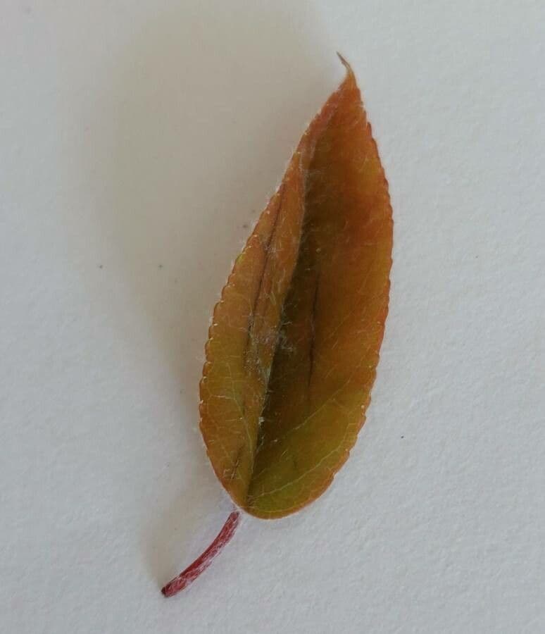 juneberry 19
