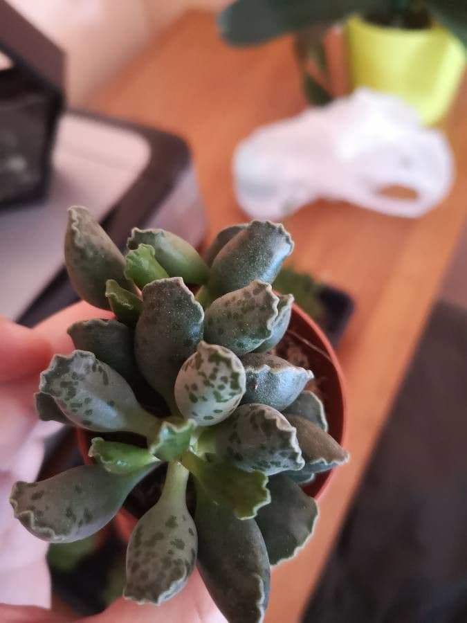 Adromischus 14