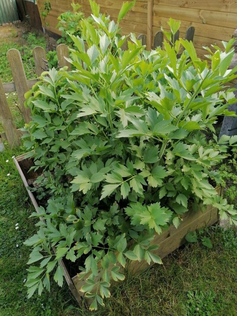 Garden lovage 13