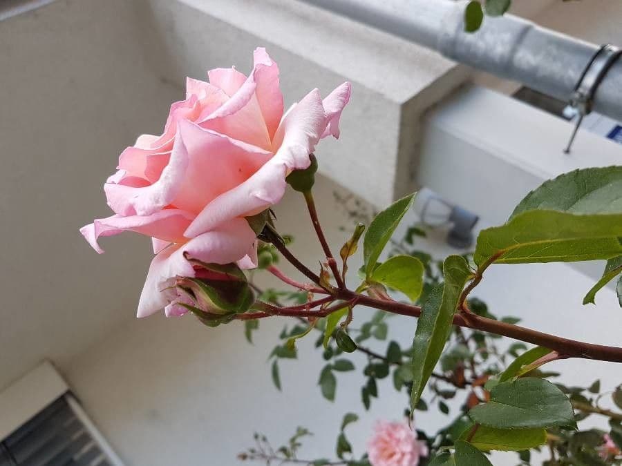Bengal rose 30