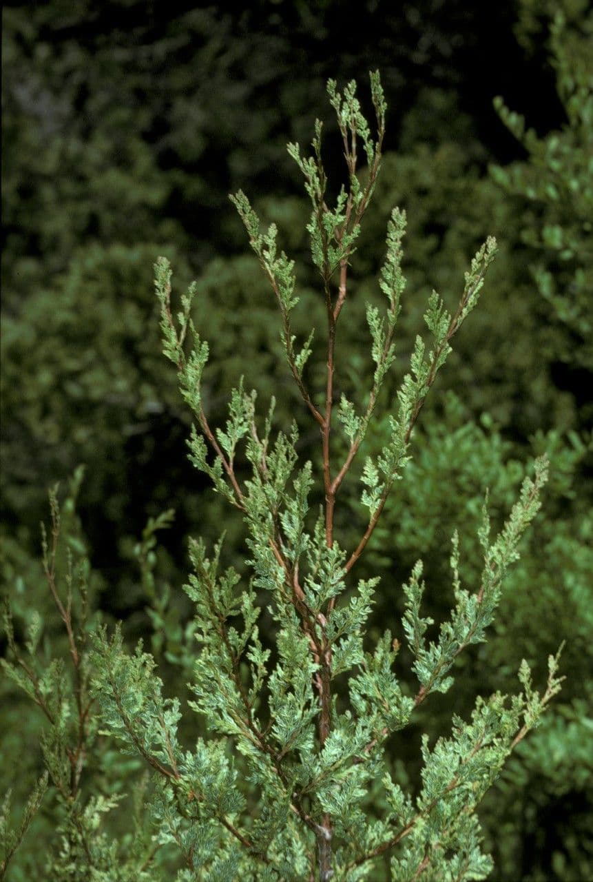 Chilean cedar 18