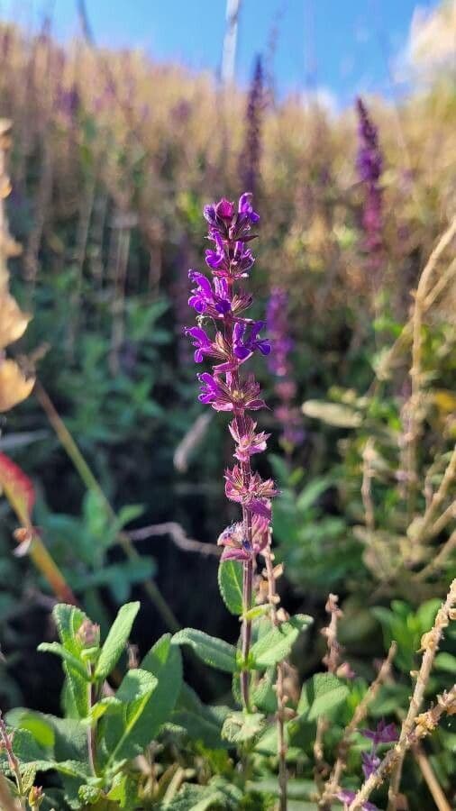 Meadow sage 4