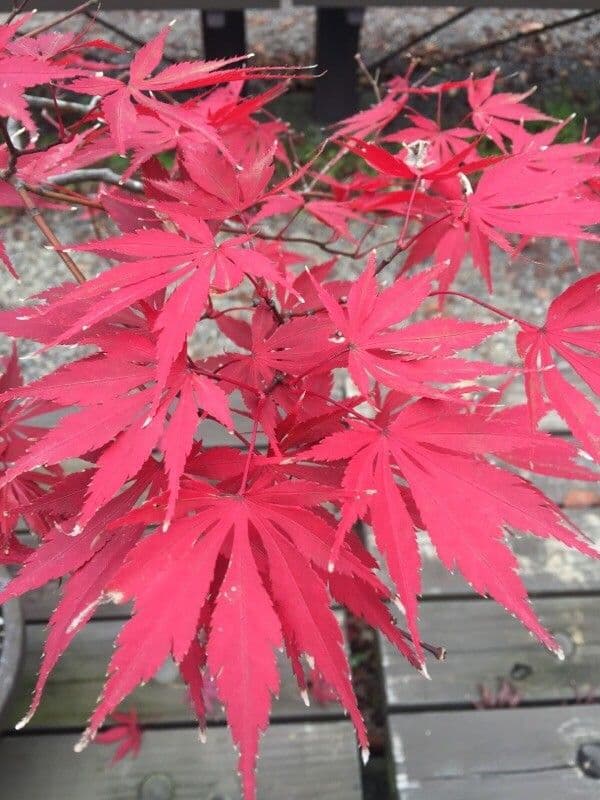 Japanese Maple 17