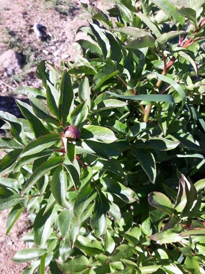 Common garden peony 5