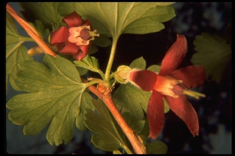 Bitter gooseberry 4