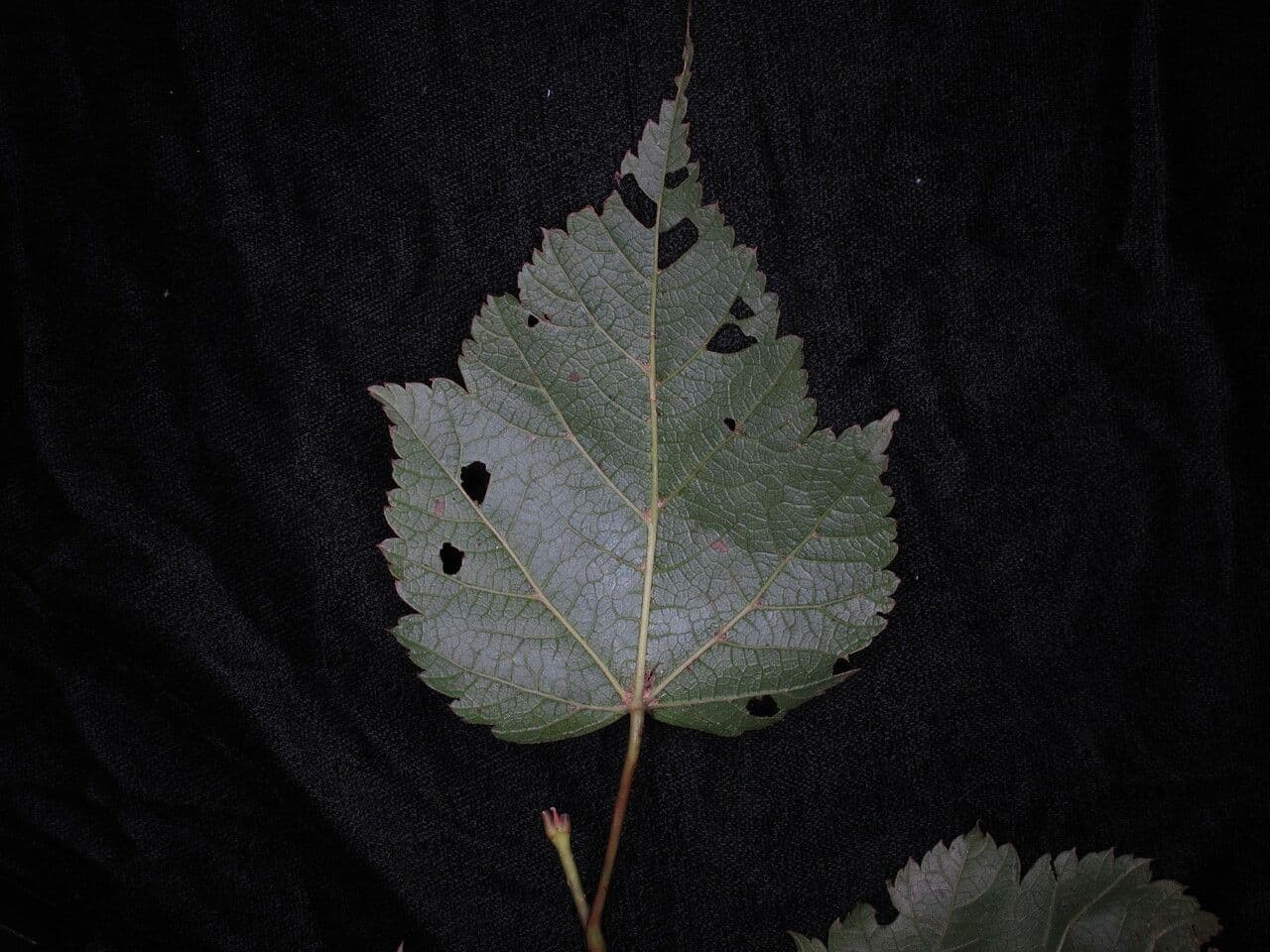 Maple 8