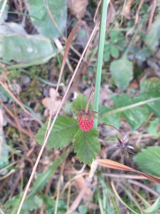 Alpine strawberry