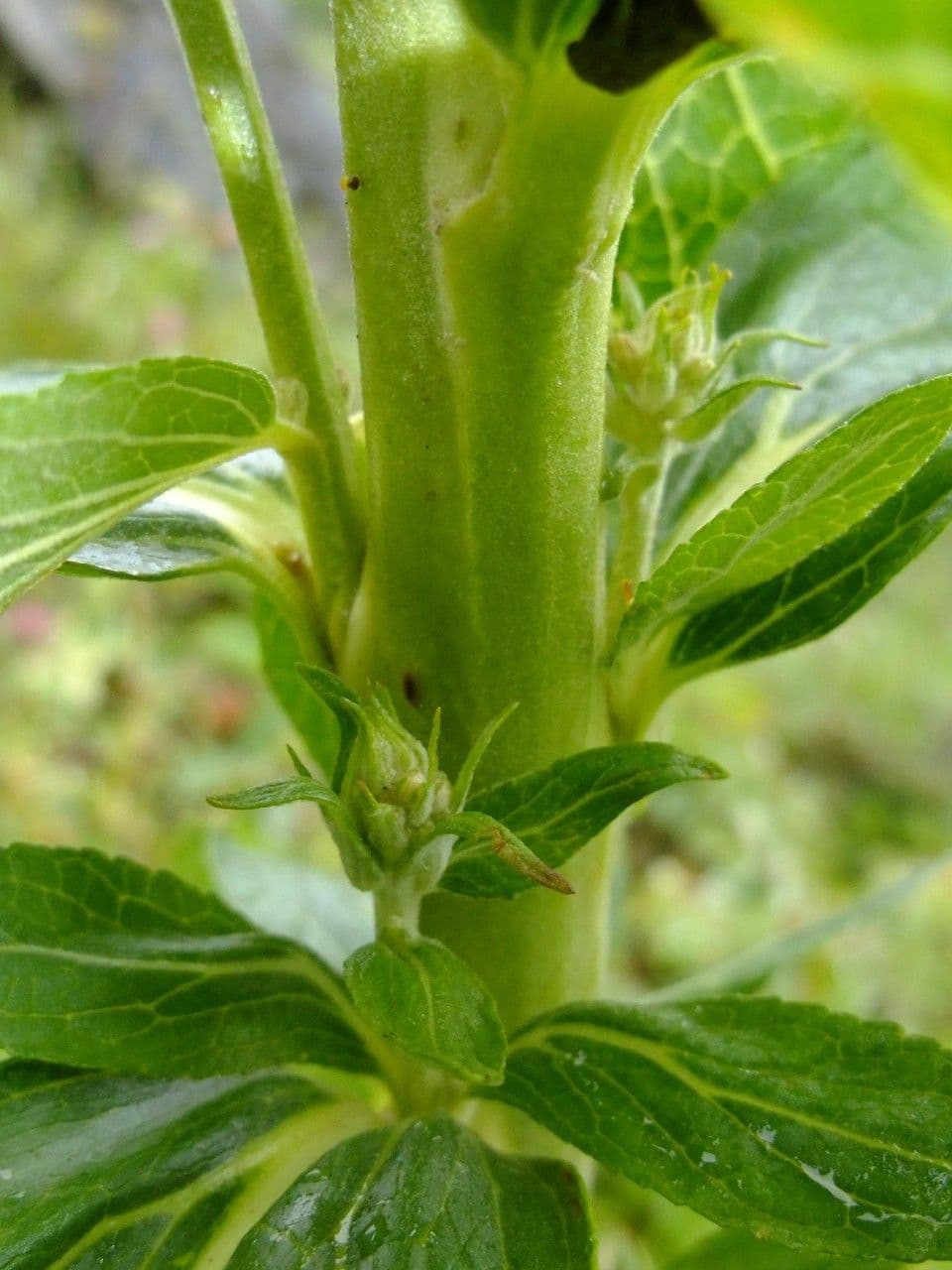 Dense-flower mullein 25
