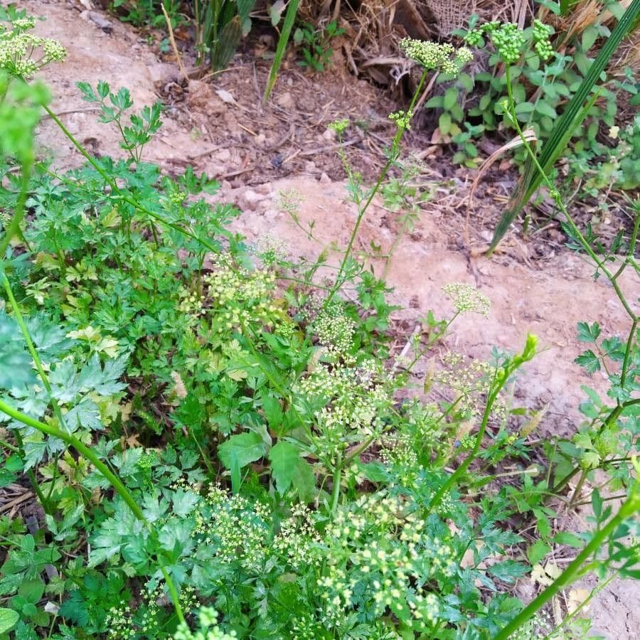 Garden parsley 29