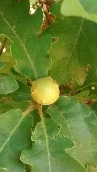 Pedunculate oak 30