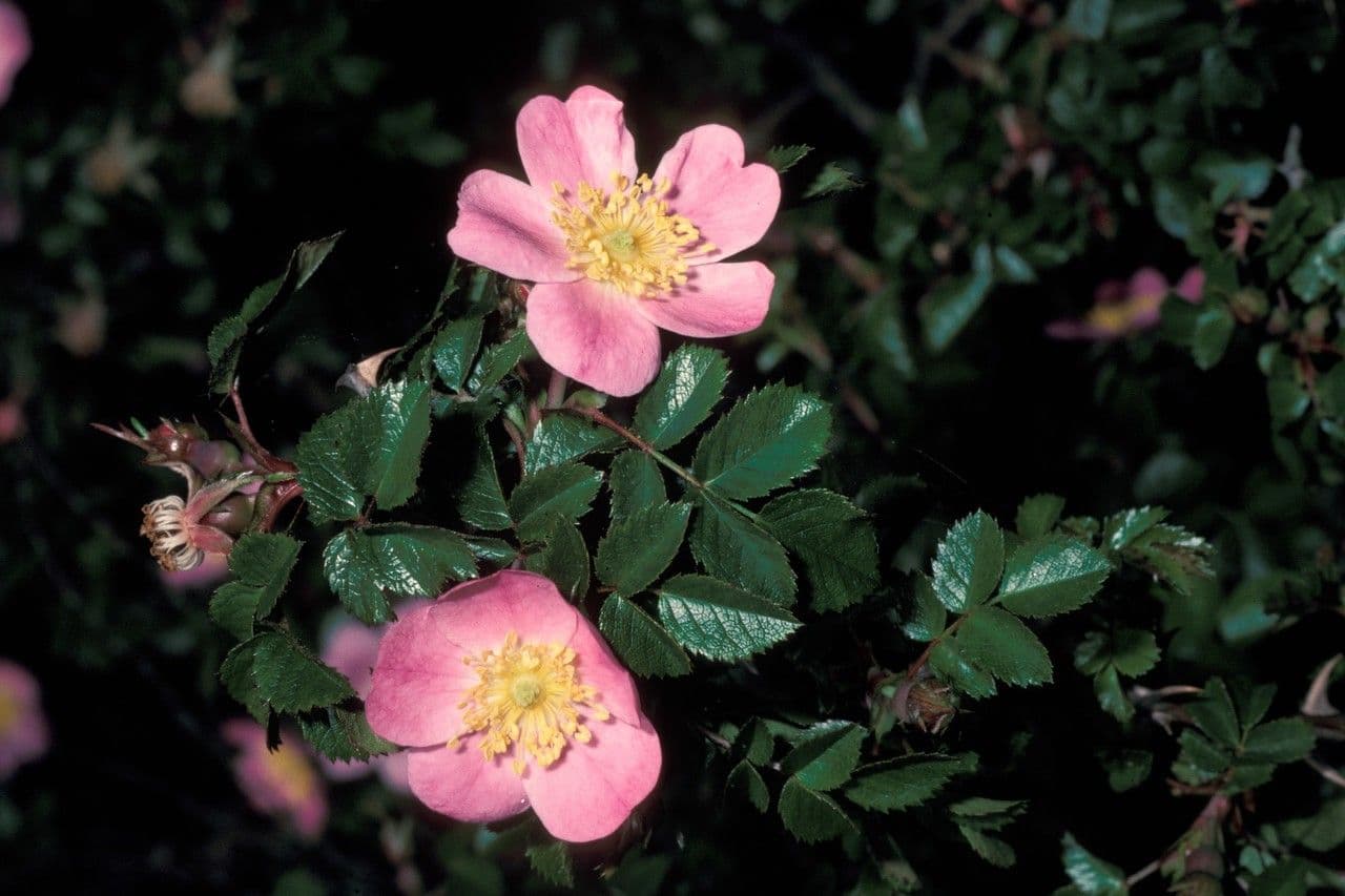 Mediterranean rose 2