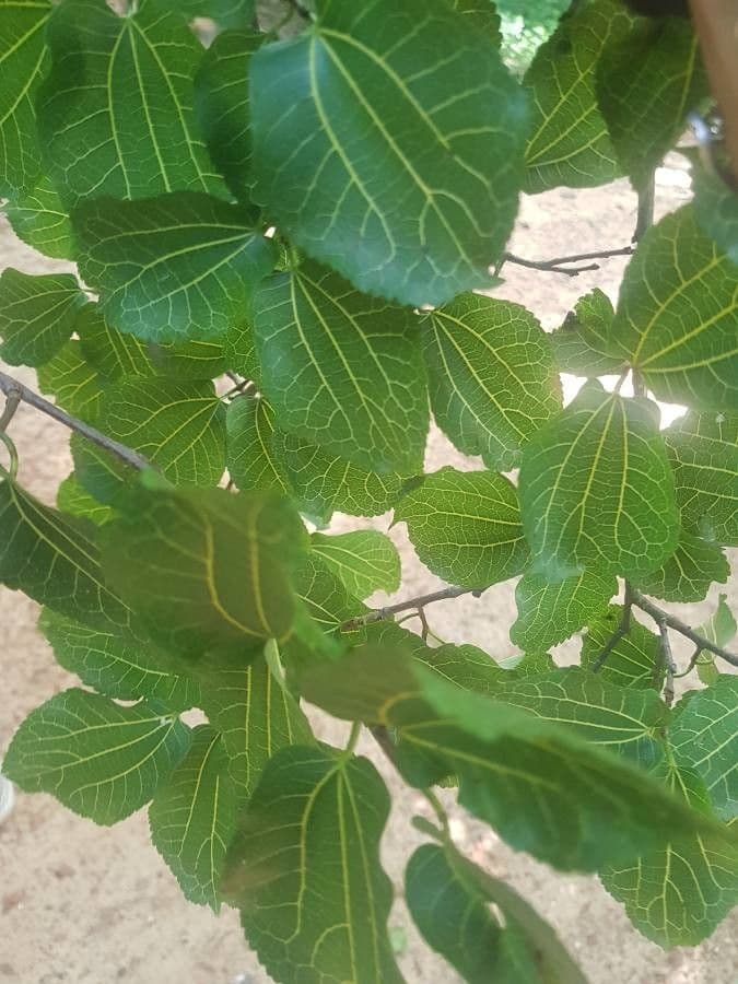 African mulberry 2