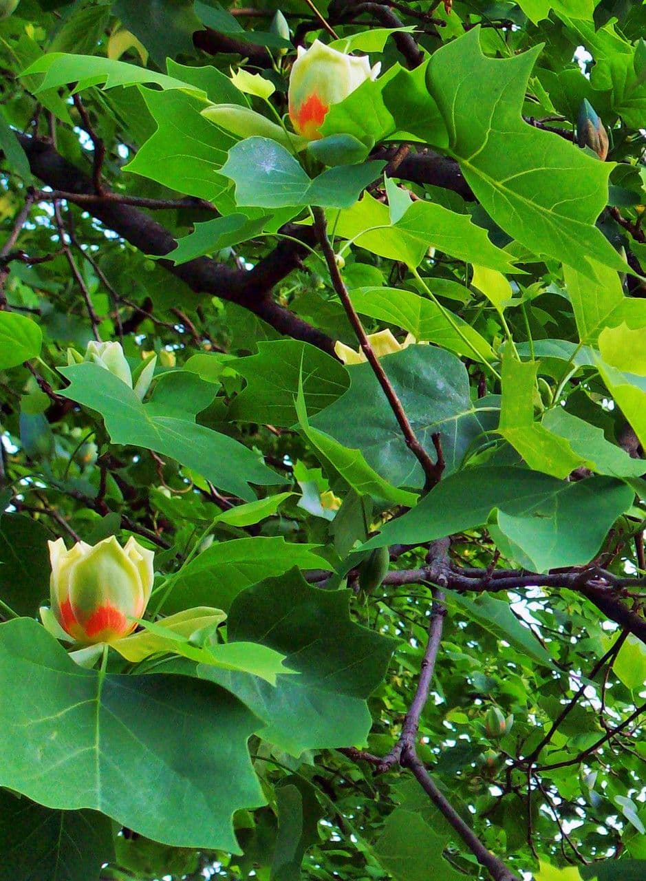 Tulip-poplar 11