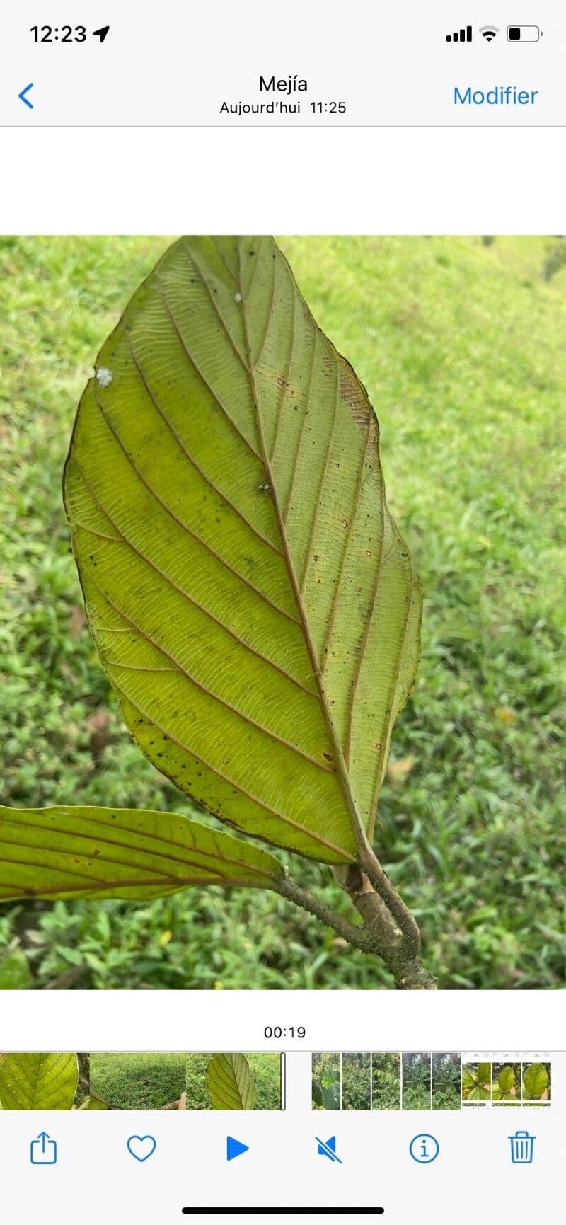 Andean alder 11