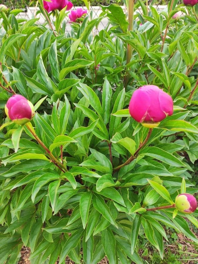 Common garden peony 30