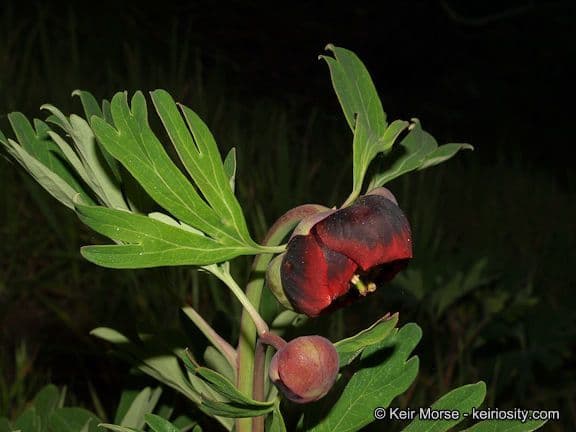California peony 7
