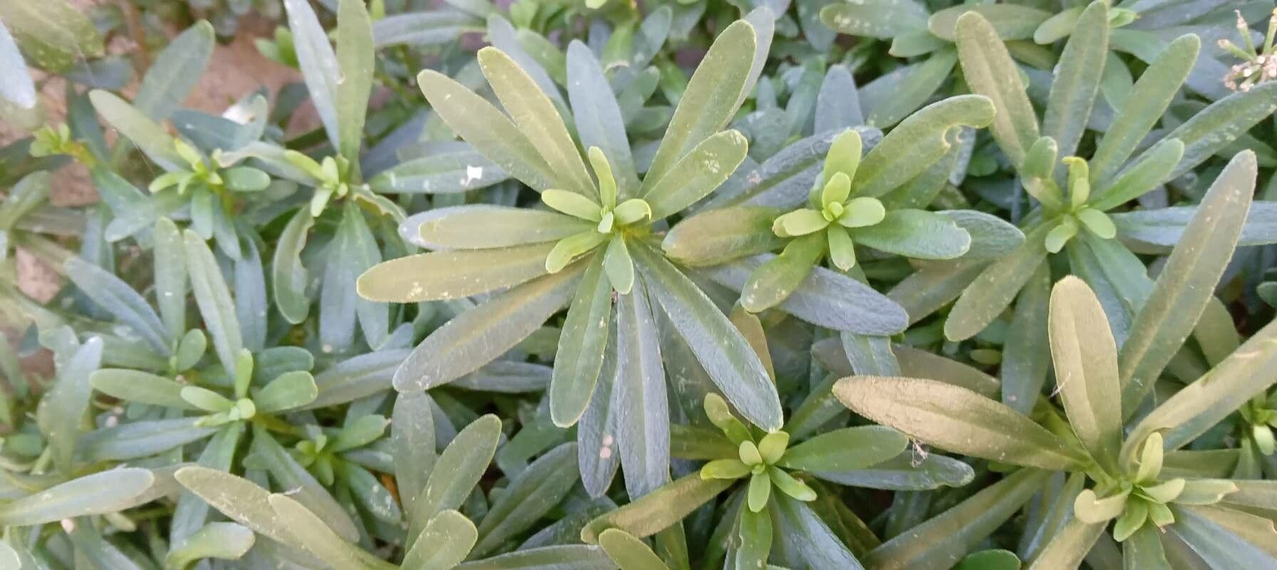 Evergreen candytuft 16