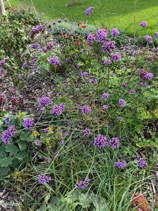 Argentine vervain 14