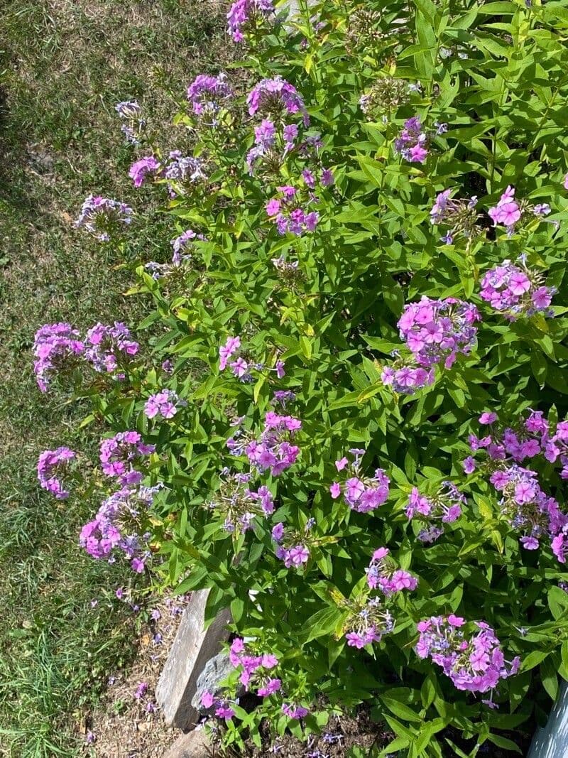 Garden phlox 11