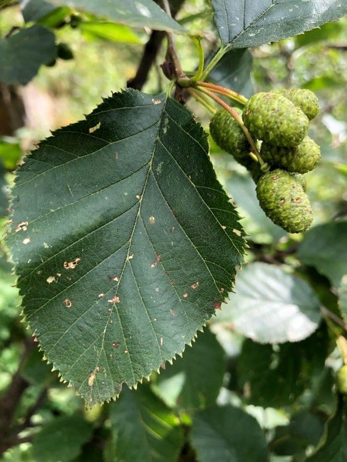 Green alder 16