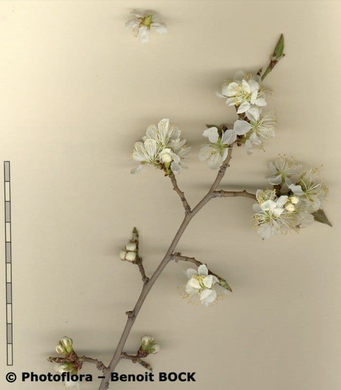 Briançon apricot 22