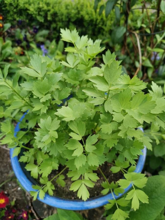 Garden lovage 18