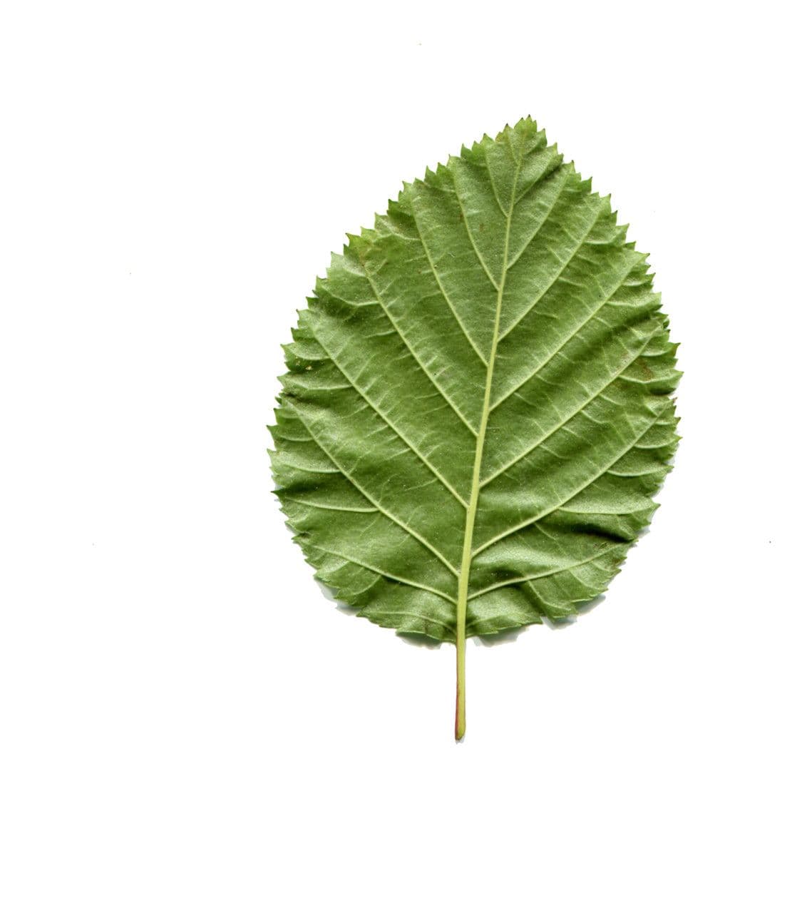 Green alder 29