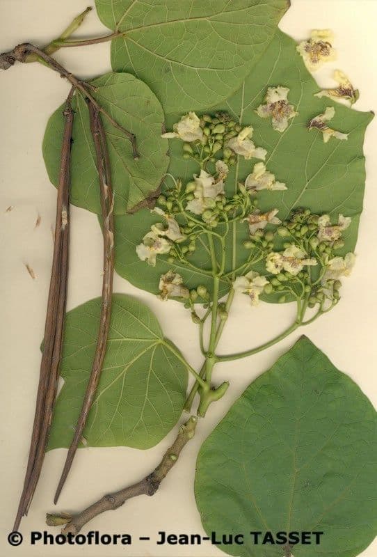 Chinese catalpa 28