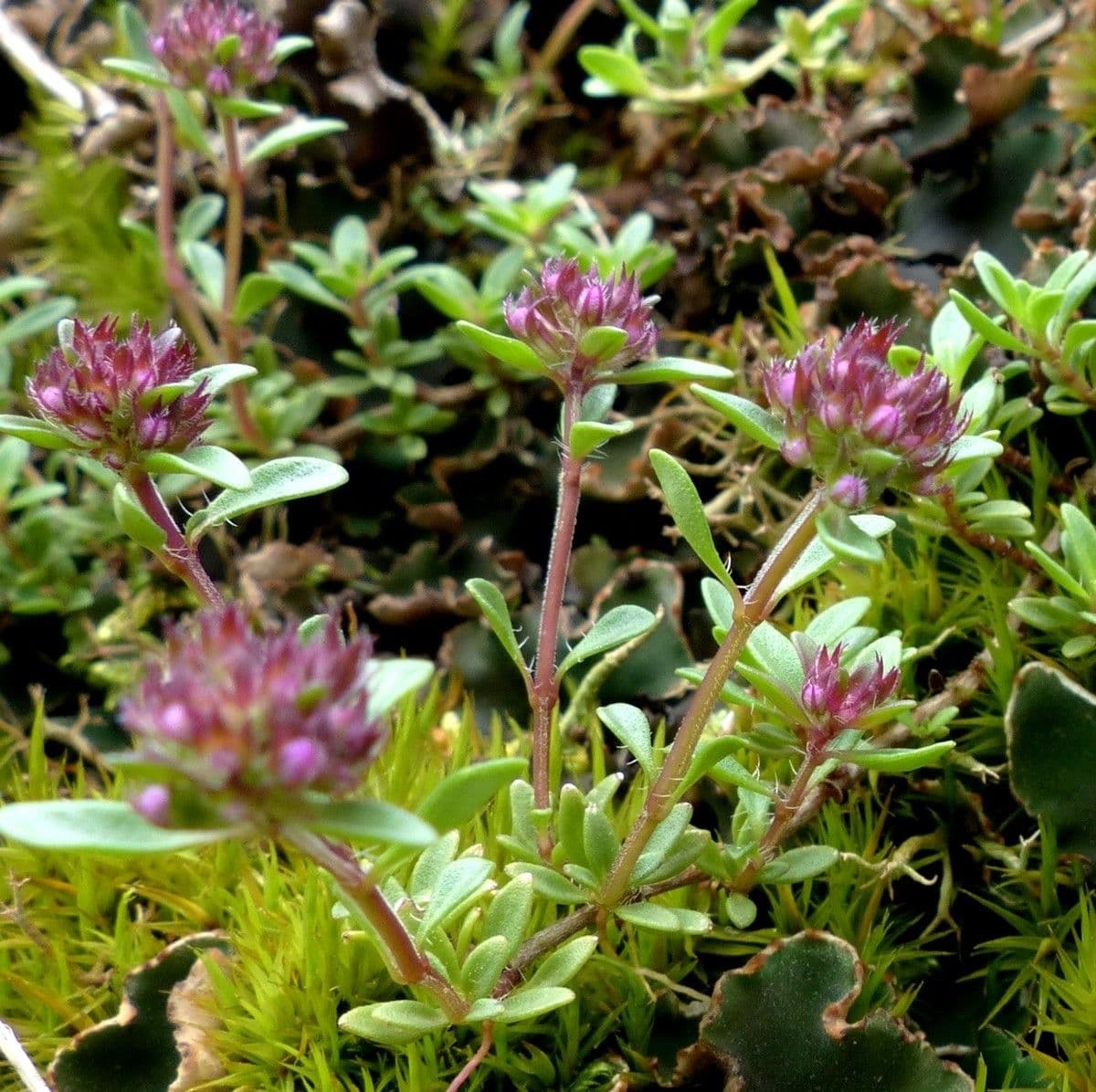 Long-stemmed thyme 6