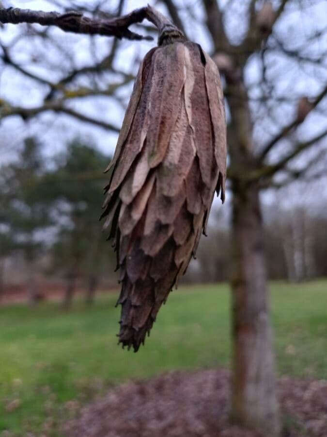 Tulip-poplar 2