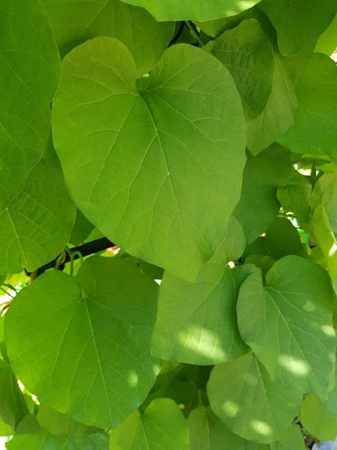 Indian-bean 19