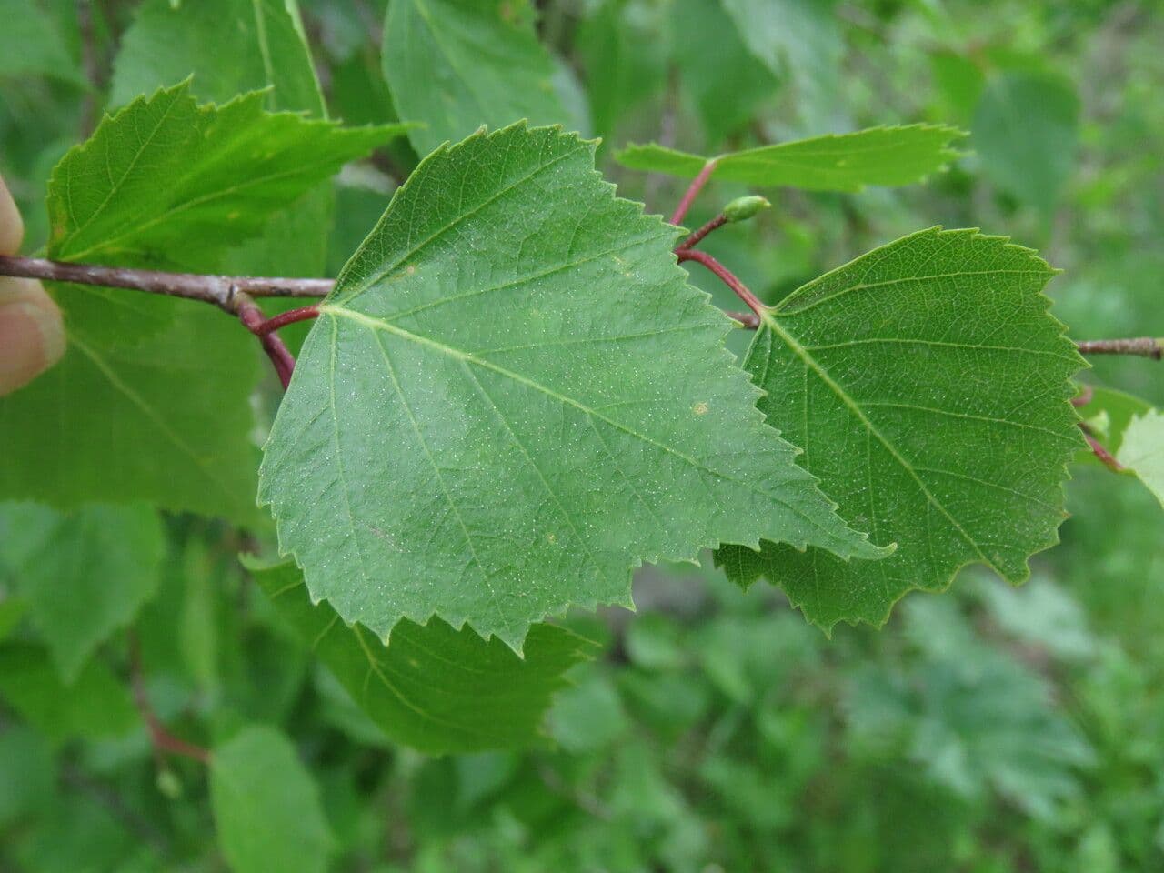 European white birch 20