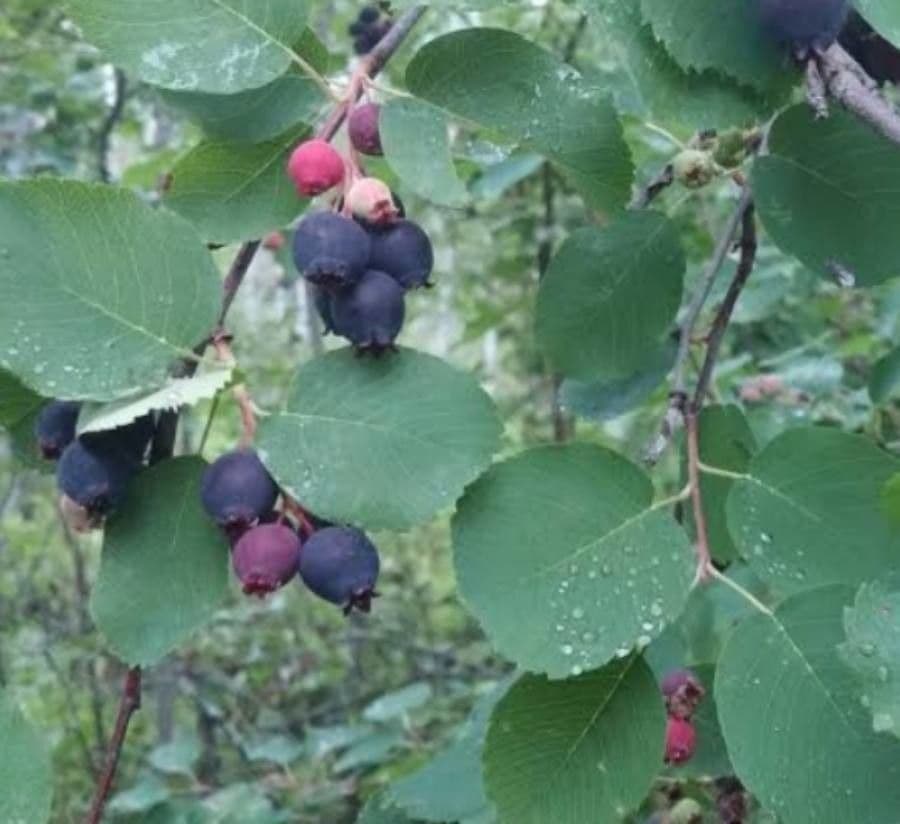 Pacific serviceberry 3