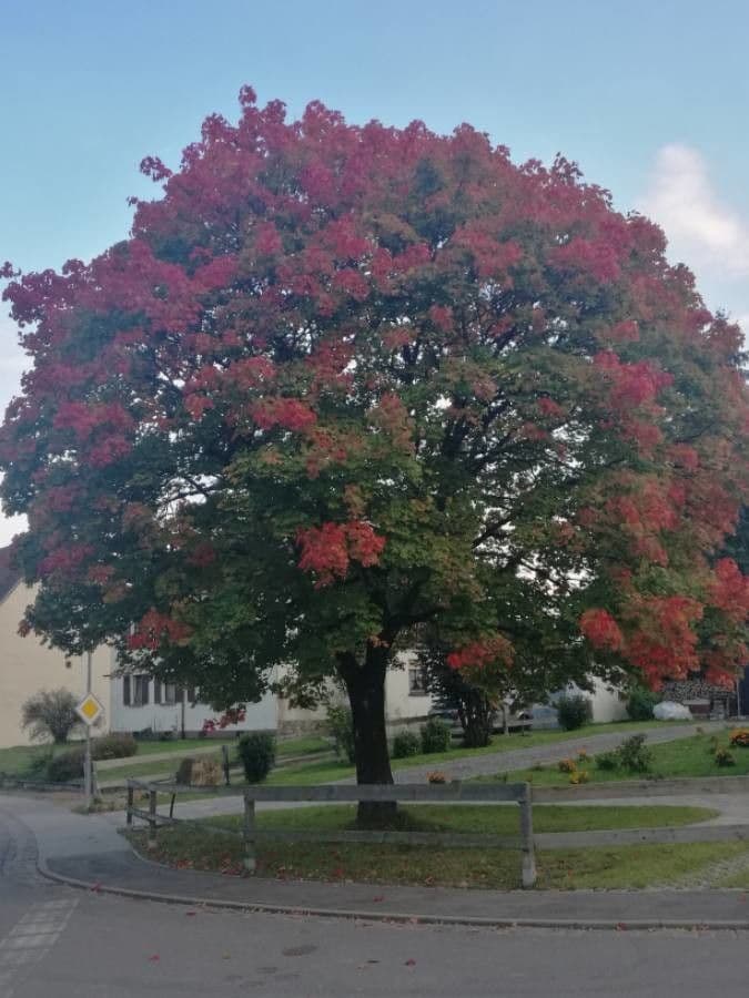 Red maple 15