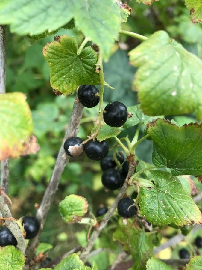 Black currant 2