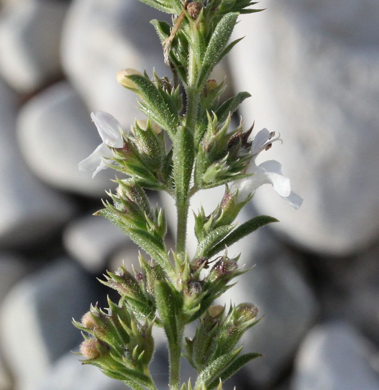 Savory 29