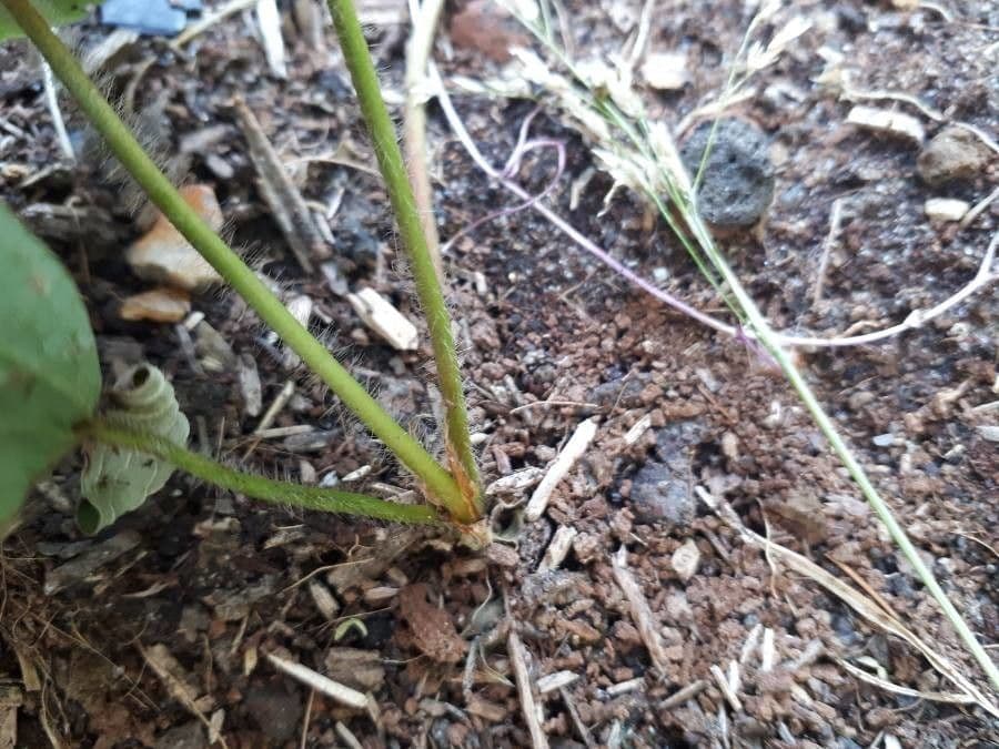 Alpine strawberry 23